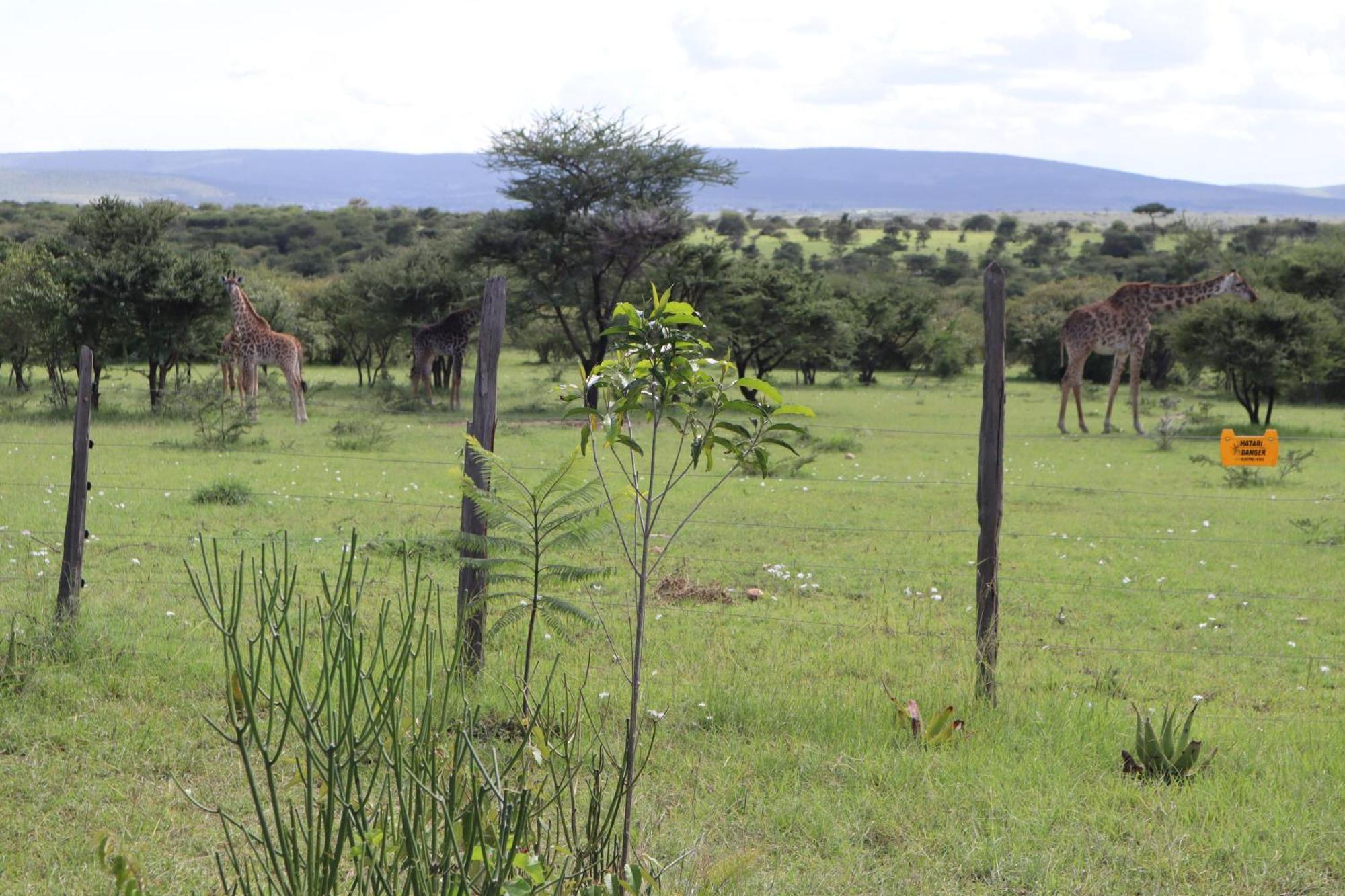 Hotel Kambu Mara Camp Sekenani Exterior foto